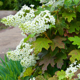 Eikenbladhortensia - Willemse