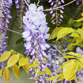 Blauwe regen - op stam - Willemse