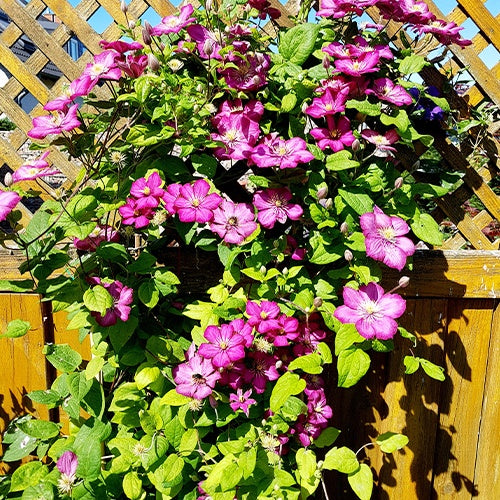 Bosrank 'Ville de Lyon' - Willemse