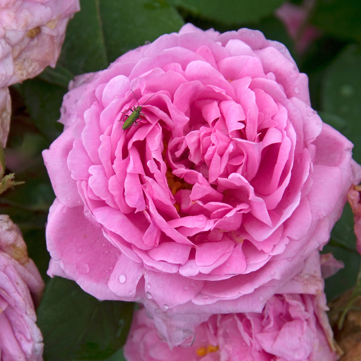 Historische roos 'Comte de Chambord' - Rosa comte de chambord - Plantsoort