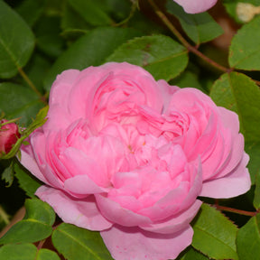 Historische roos 'Comte de Chambord' - Rosa comte de chambord