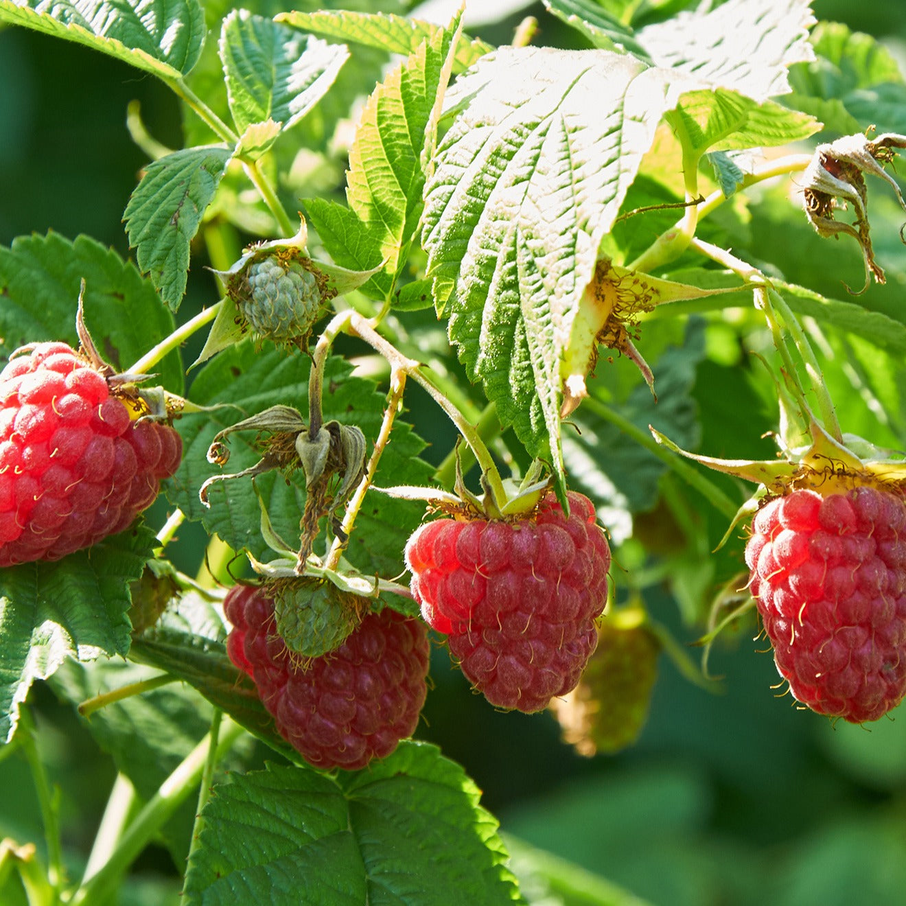 Framboos 'Marastar'® - Willemse