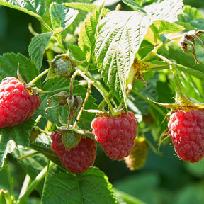 Framboos 'Marastar'® - Willemse