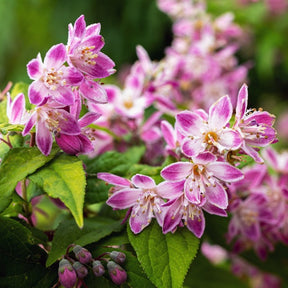 Bruidsbloem 'Strawberry Field' - Deutzia Strawberry Field - Willemse