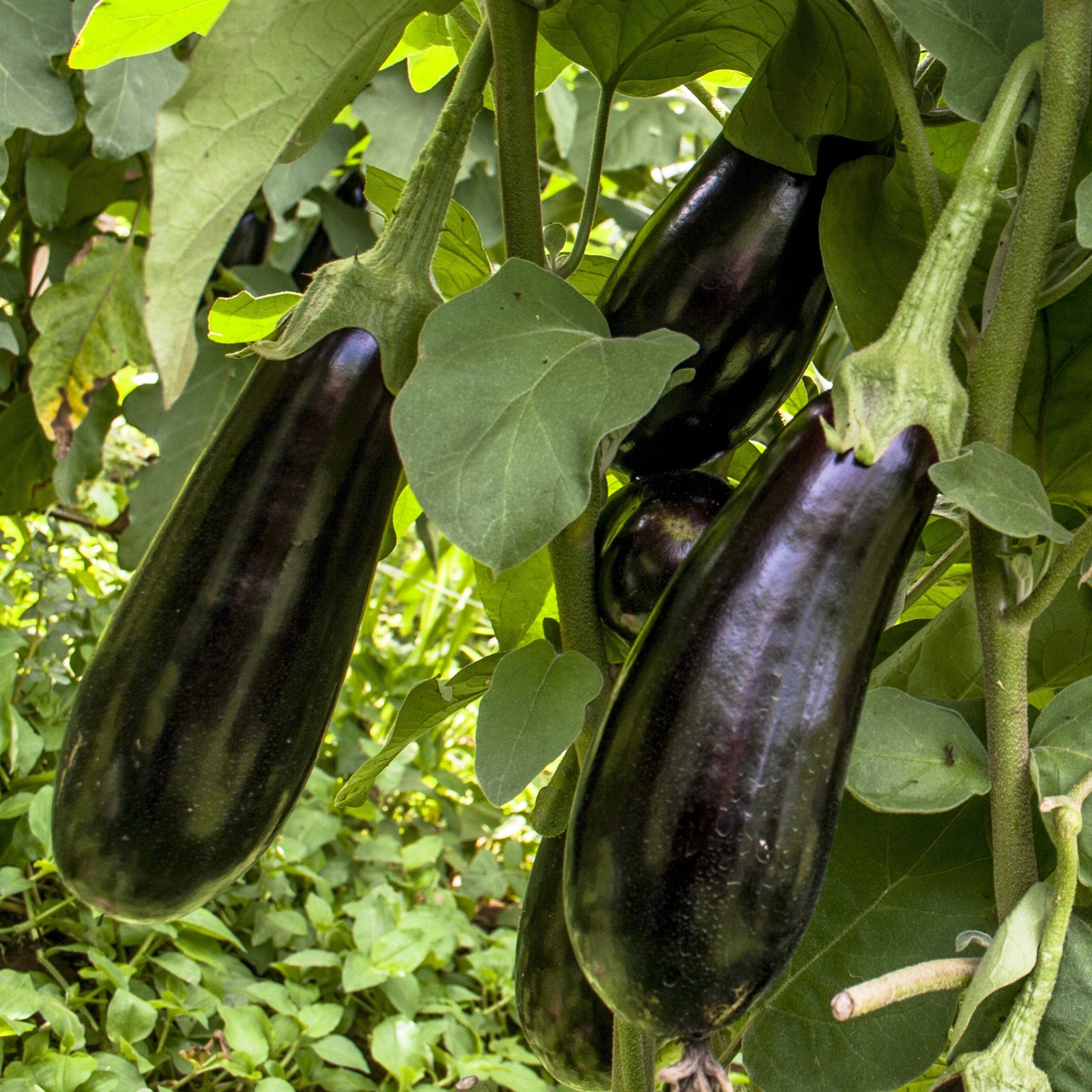 Aubergine 'Baluroi F1' - Willemse