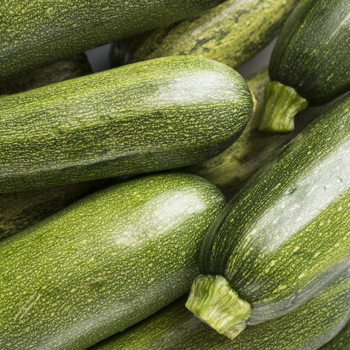 Courgette 'Tarmino F1' - Cucurbita pepo Tarmino F1 - Willemse