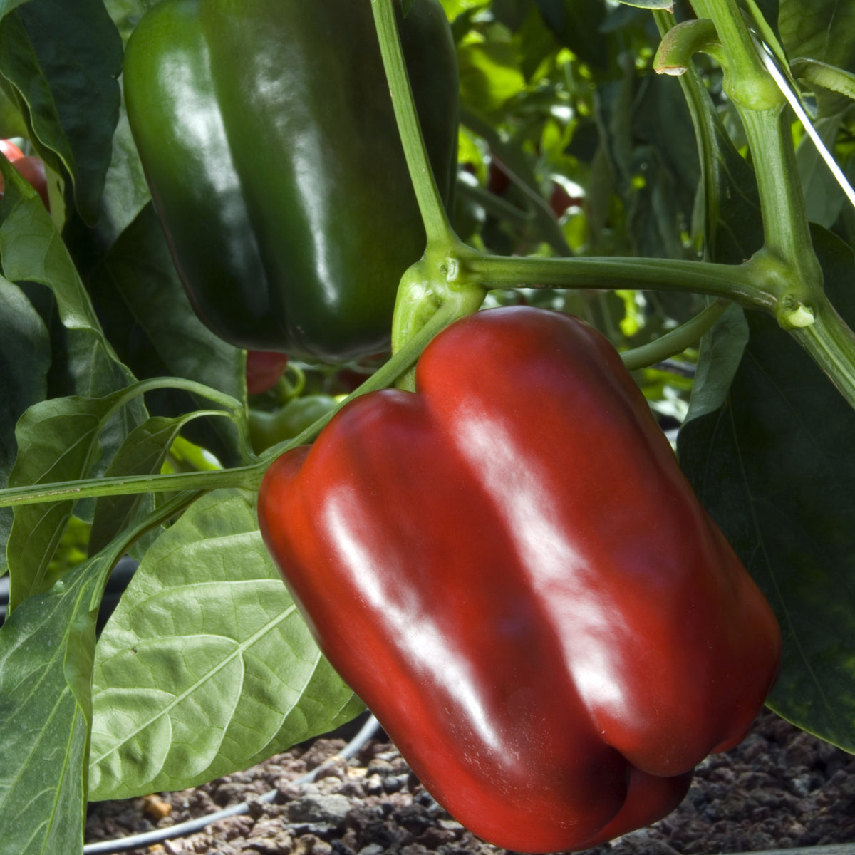 Paprika 'Lamuyo' - Capsicum annuum lamuyo - Willemse