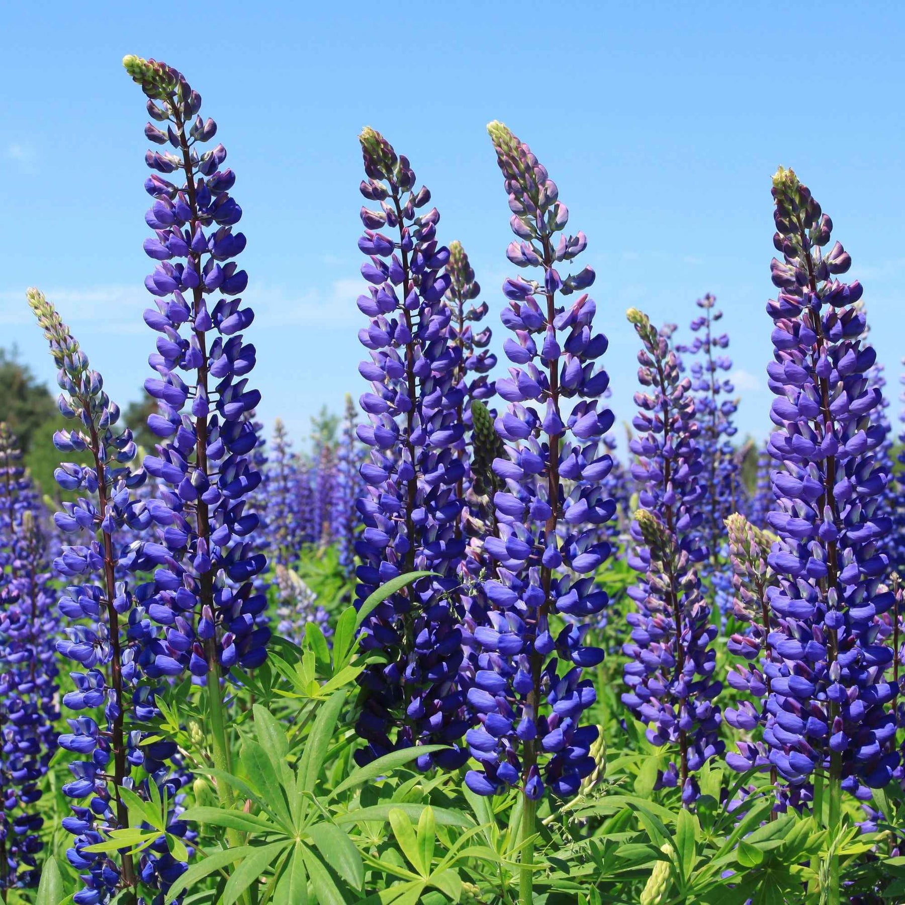 Lupine - blauw (x3) - Lupinus Russell blue - Willemse