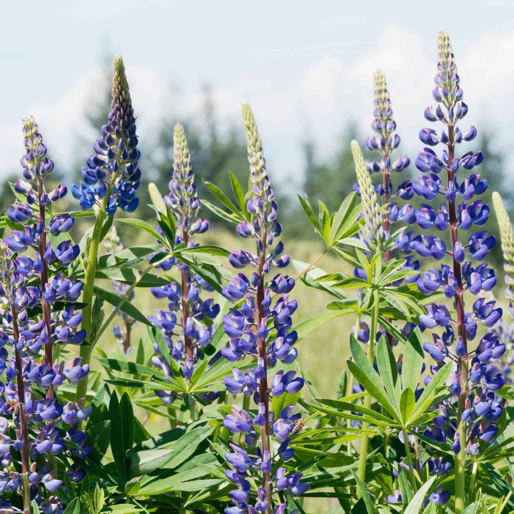 Lupine - blauw (x3) - Willemse