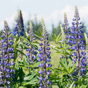 Lupine - blauw (x3) - Willemse