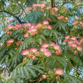 Perzische slaapboom 'Rosea' - Willemse