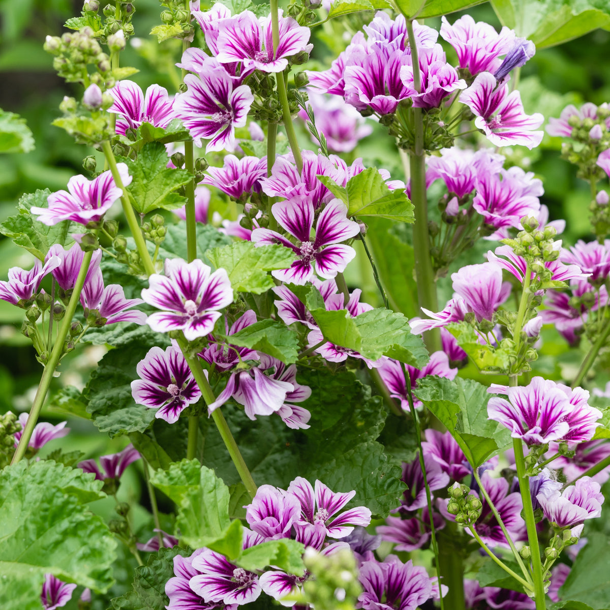 Groot kaasjeskruid 'Zebrina' (x2) - Malva sylvestris zebrina - Willemse