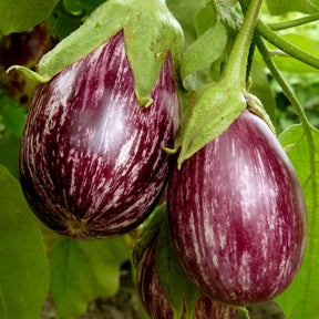 Aubergine 'Rania' - Willemse