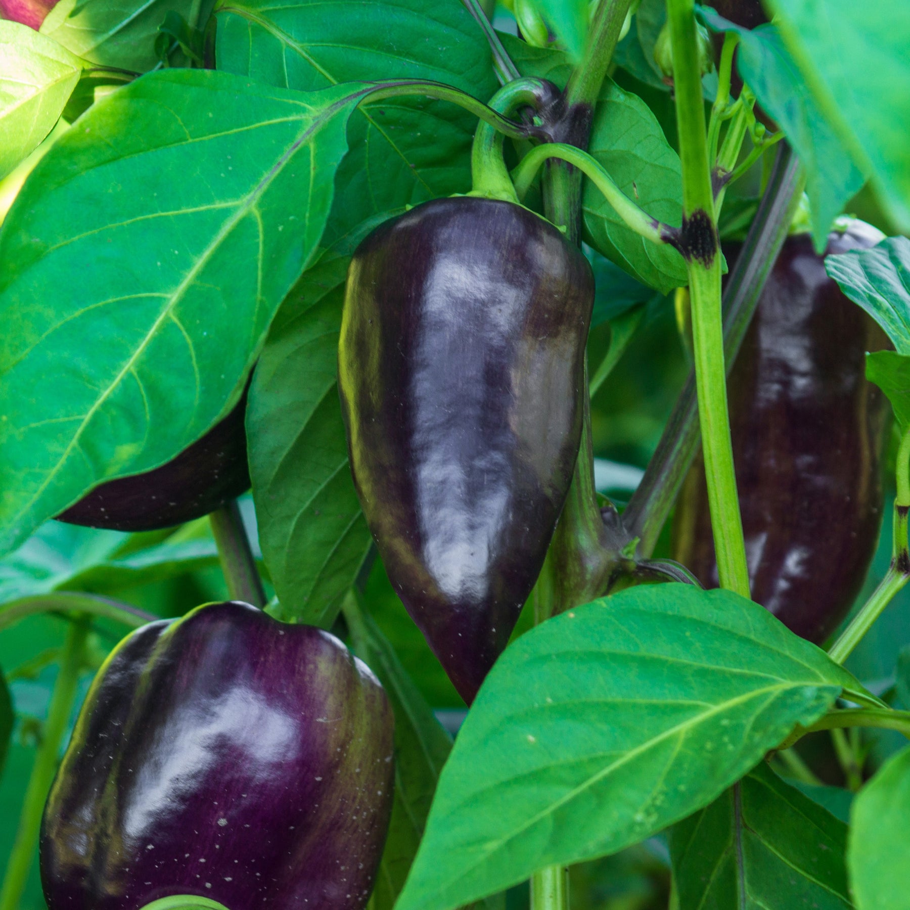 Paprika 'Bellania' - Willemse