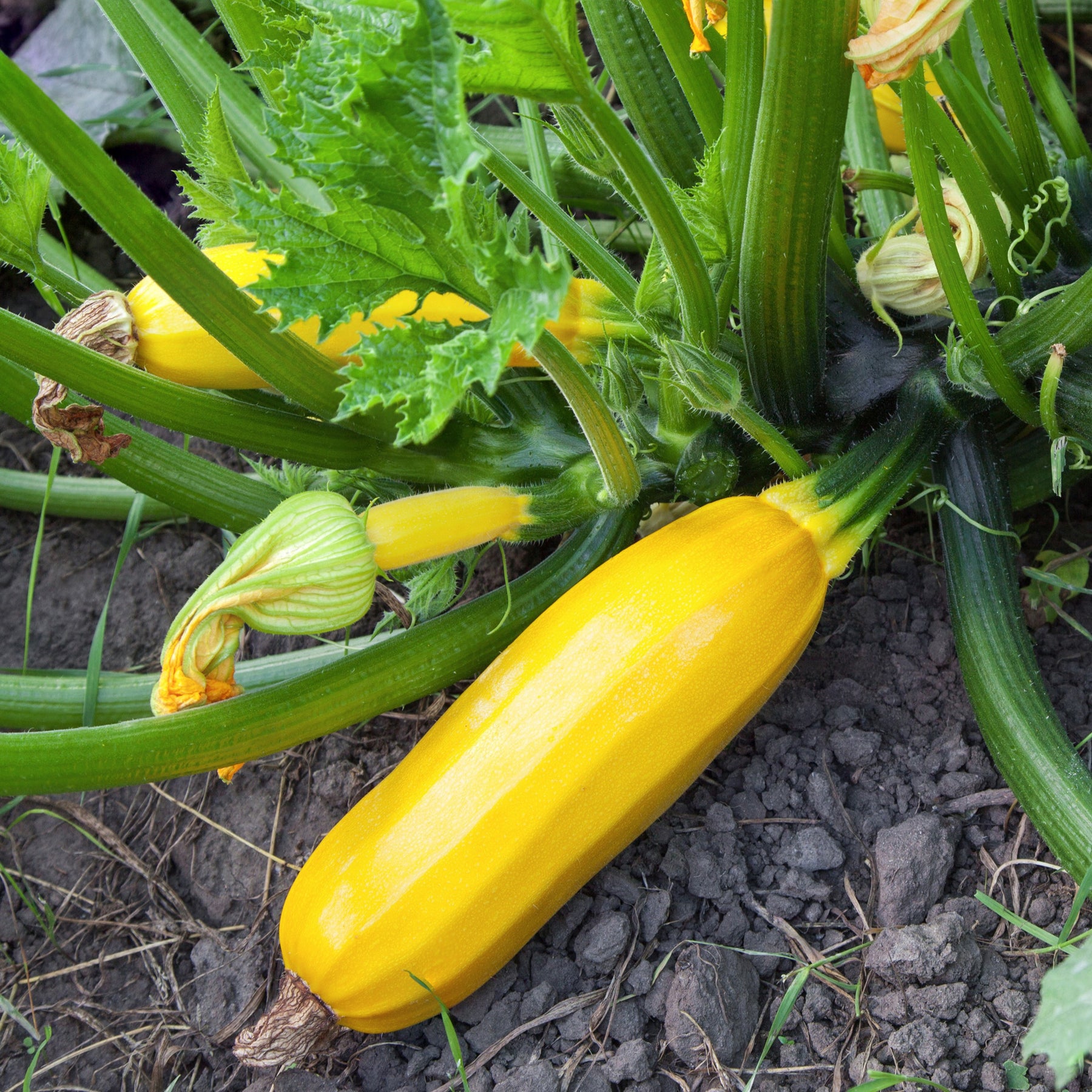 Courgette 'Sunlight F1' - Willemse