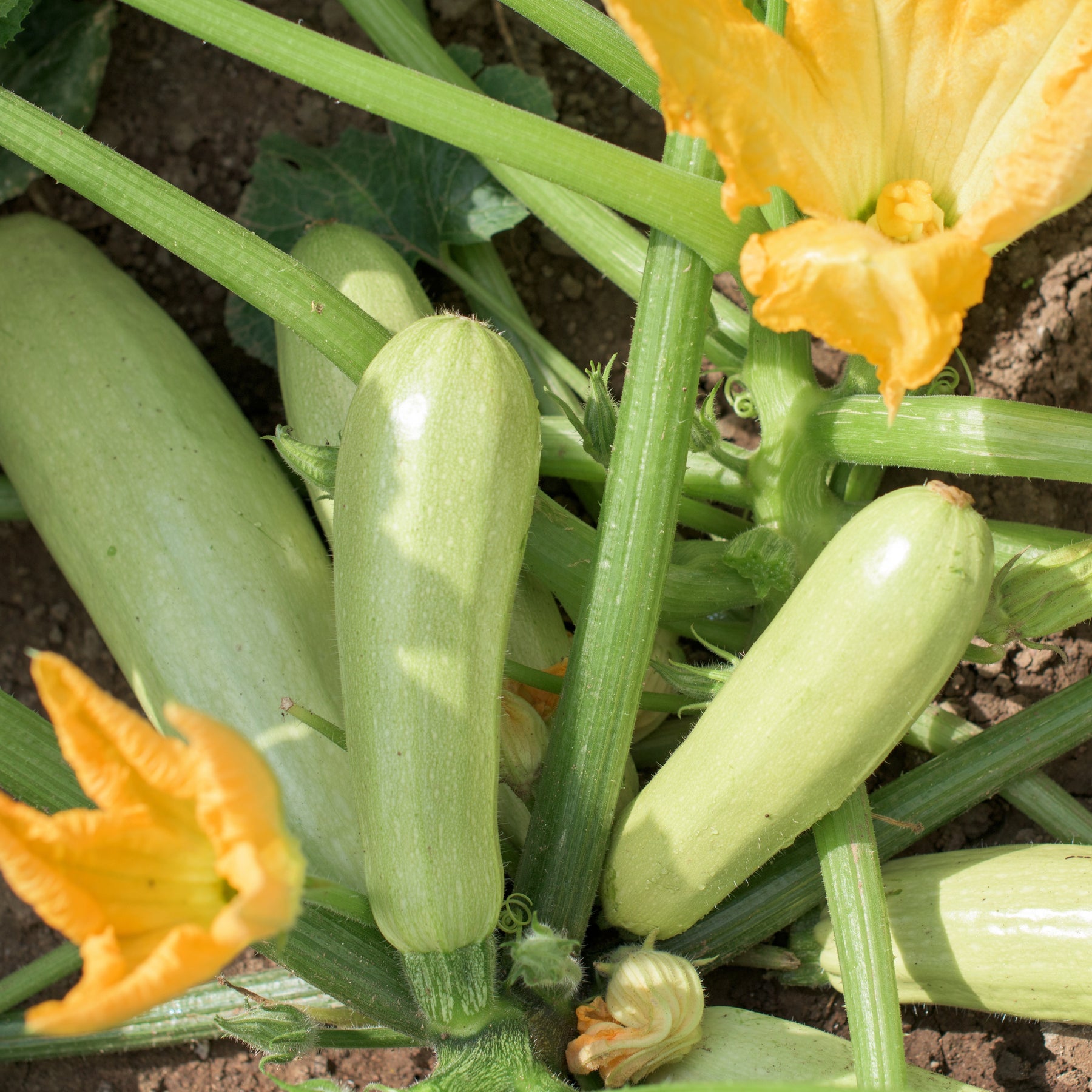Courgette 'Lorea' - Willemse