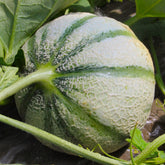 Cantaloupe meloen 'Cezanne F1' - Willemse