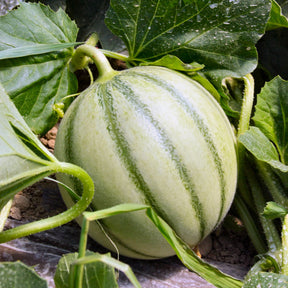 Cantaloupe meloen 'Edgar F1' - Willemse