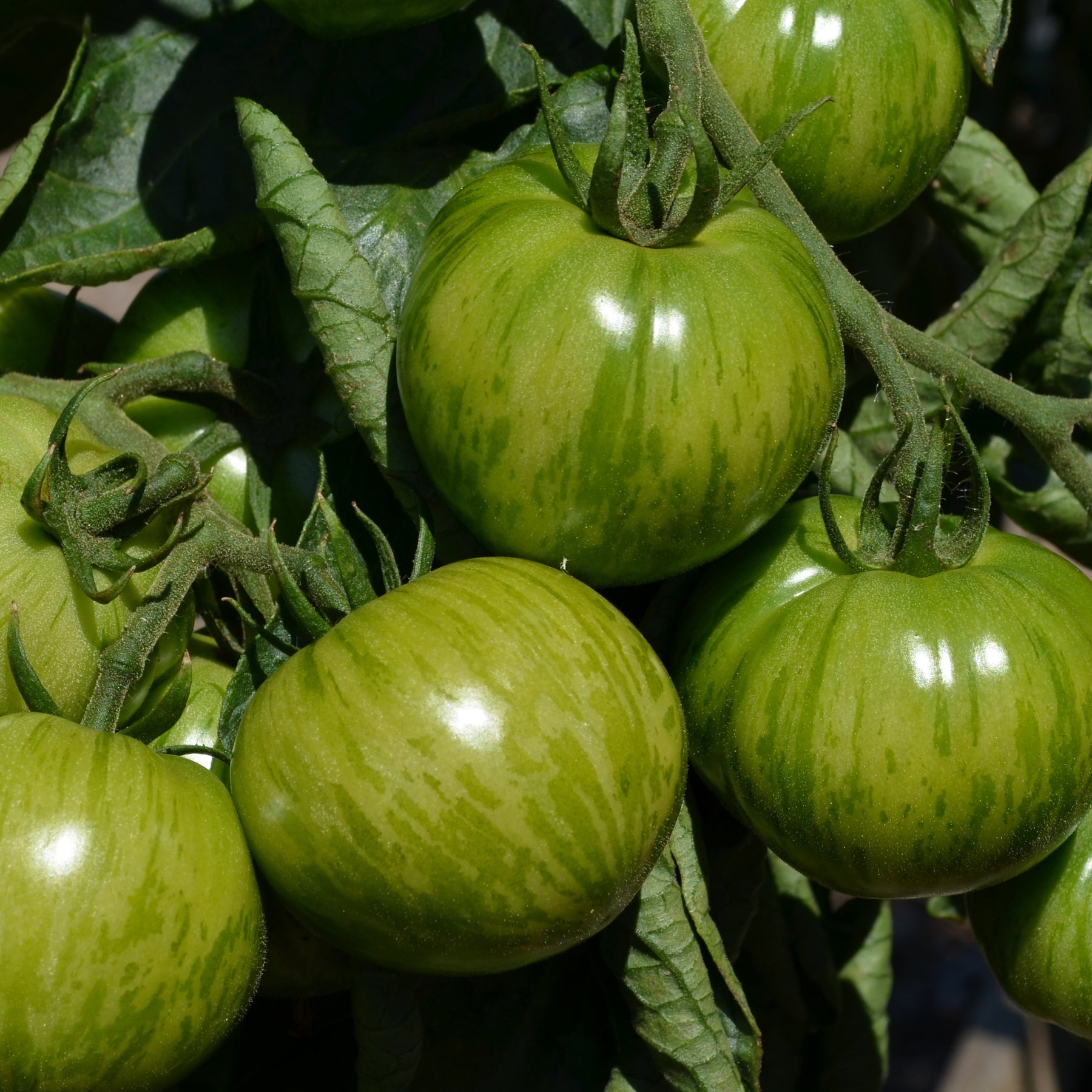 Tomaatplanten 'Green Zebra' - Solanum lycopersicum green zebra - Willemse