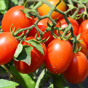 Roma tomaat 'Olivette Roma' - Willemse