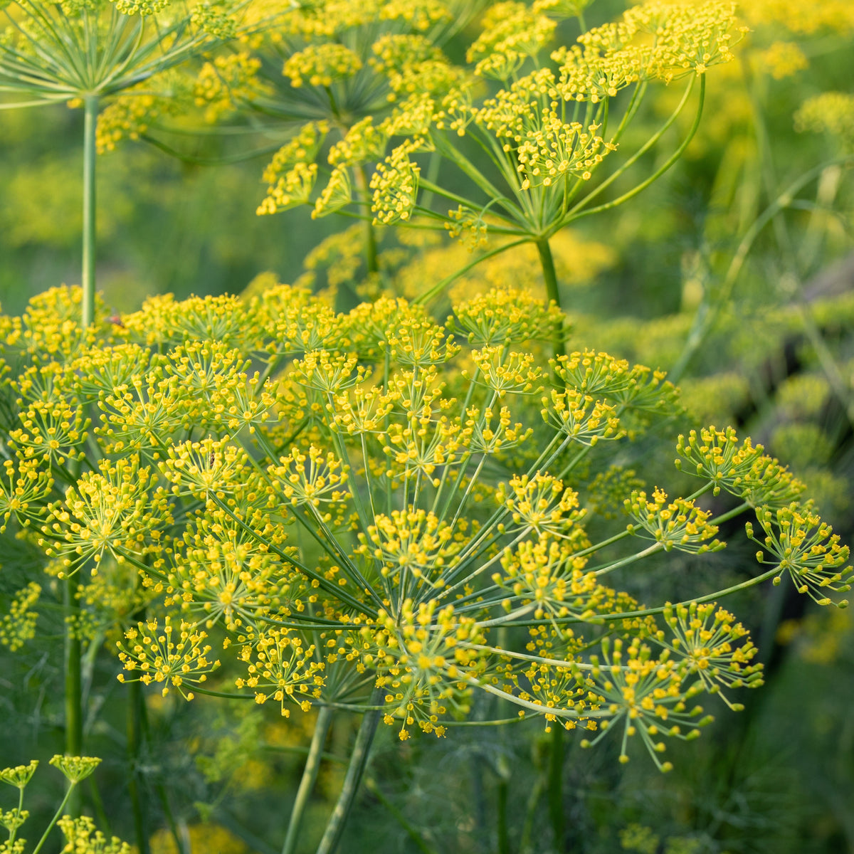 Dille - Anethum graveolens - Willemse