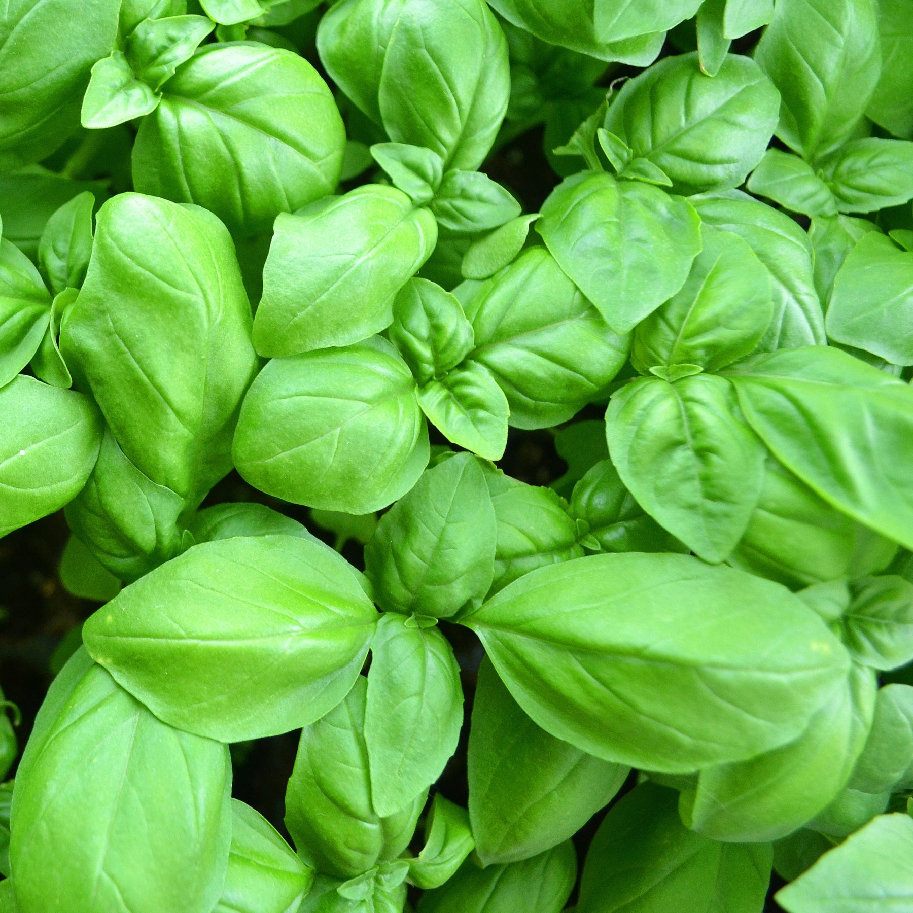 Basilicumplant - groot - Ocimum basilicum - Willemse