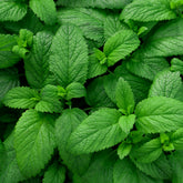Groene munt - Willemse