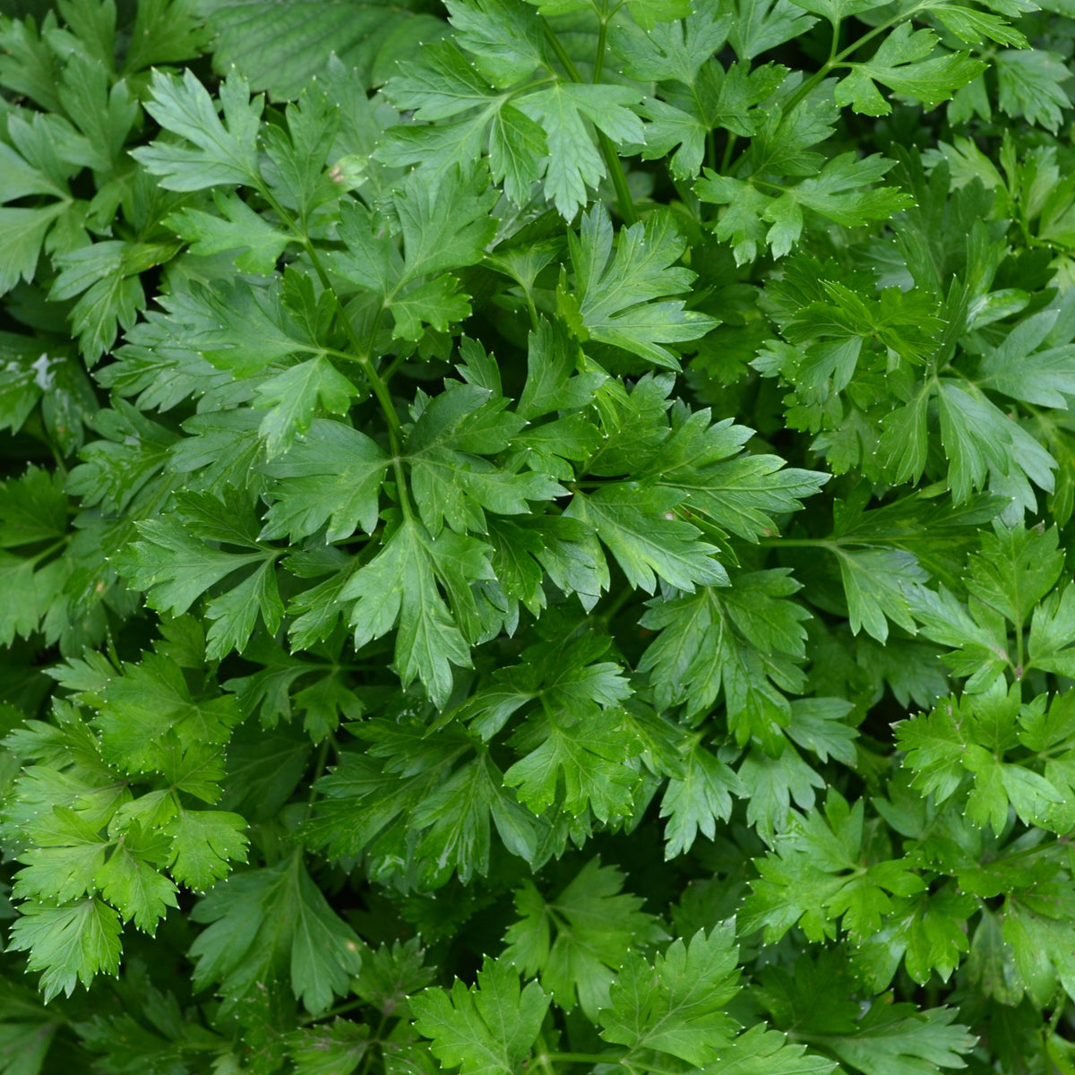 Gewone peterselie - Willemse