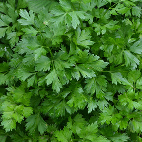 Gewone peterselie - Willemse
