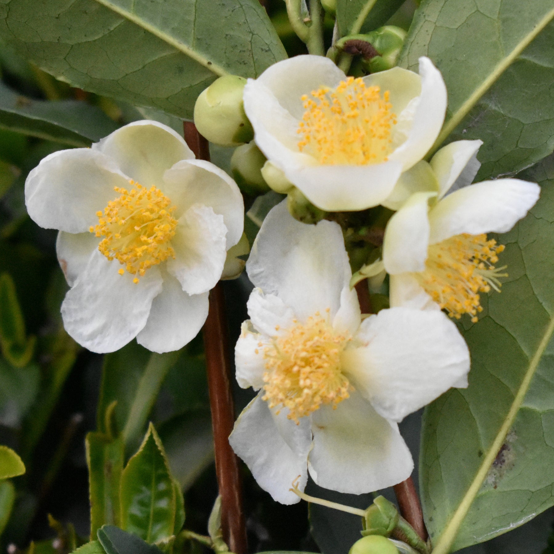 Theeplant - Camellia sinensis - Willemse