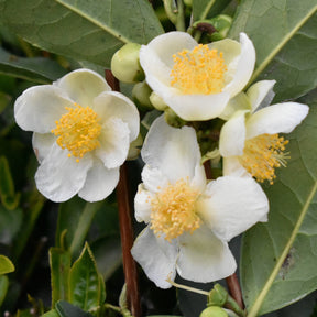 Theeplant - Camellia sinensis - Willemse