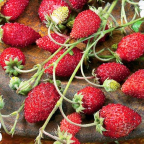 Bosaardbei 'Rügen' - Fragaria vesca ruegen - Willemse