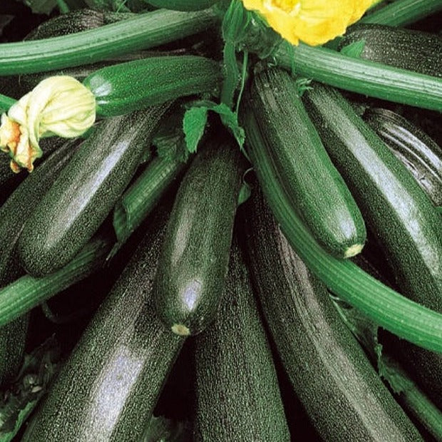 Courgette 'Ambassador F1' - Willemse