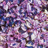 Basilicum 'Dark Opal' - BIO - Ocimum basilicum dark opal - Willemse