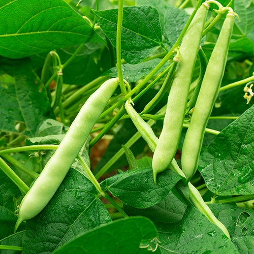 Sperzieboon 'Speedy' - BIO - Phaseolus vulgaris speedy - Willemse