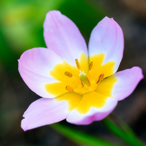 Tulipa Lilac Wonder - Wildtulpen Bakeri Lilac Wonder (x10) - Tulpen