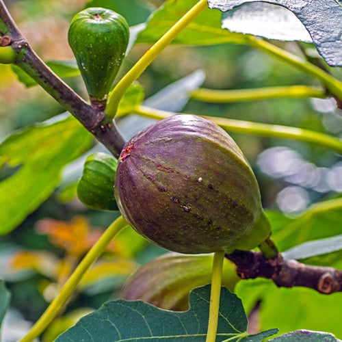 Vijgenboom op stam - Ficus carica Brown Turkey - Willemse