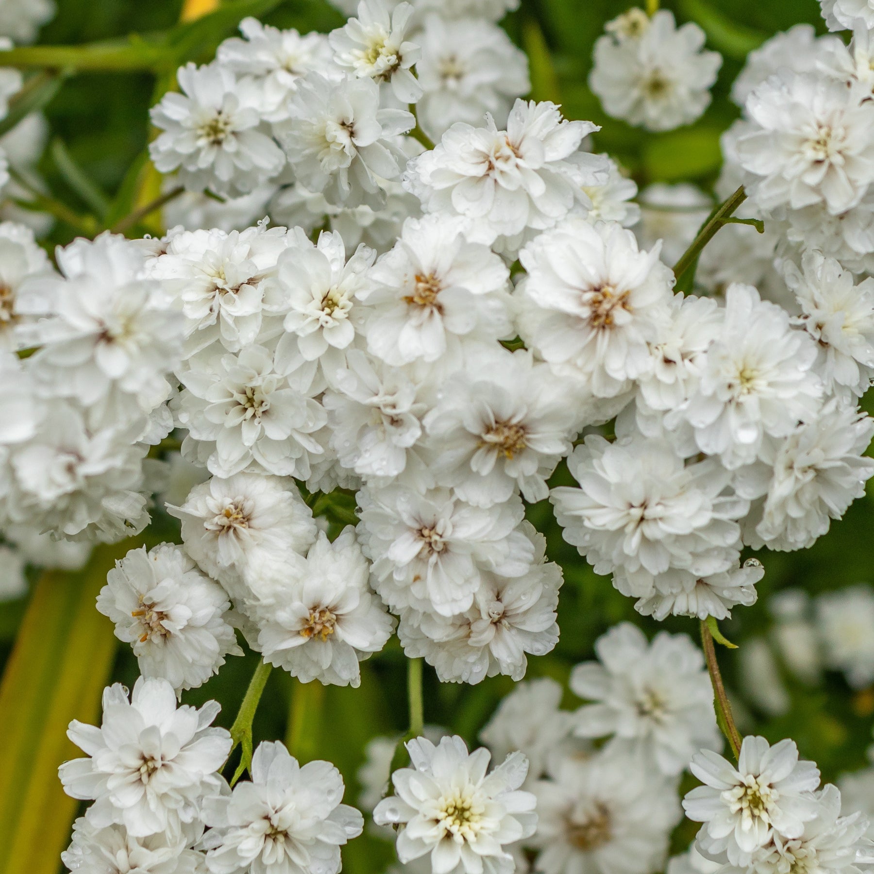 Duizendblad 'Diadem' (x3) - Achillea ptarmica diadem - Willemse