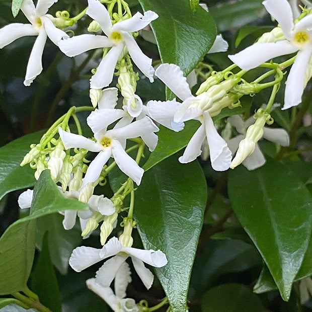 Trachelospermum jasminoides - Toscaanse jasmijn - roze + wit (x2) - Sterjasmijn - Trachelospermum
