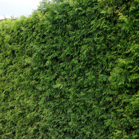 Thuja plicata atrovirens - Reuzenlevensboom 'Atrovirens' - haag - Coniferen