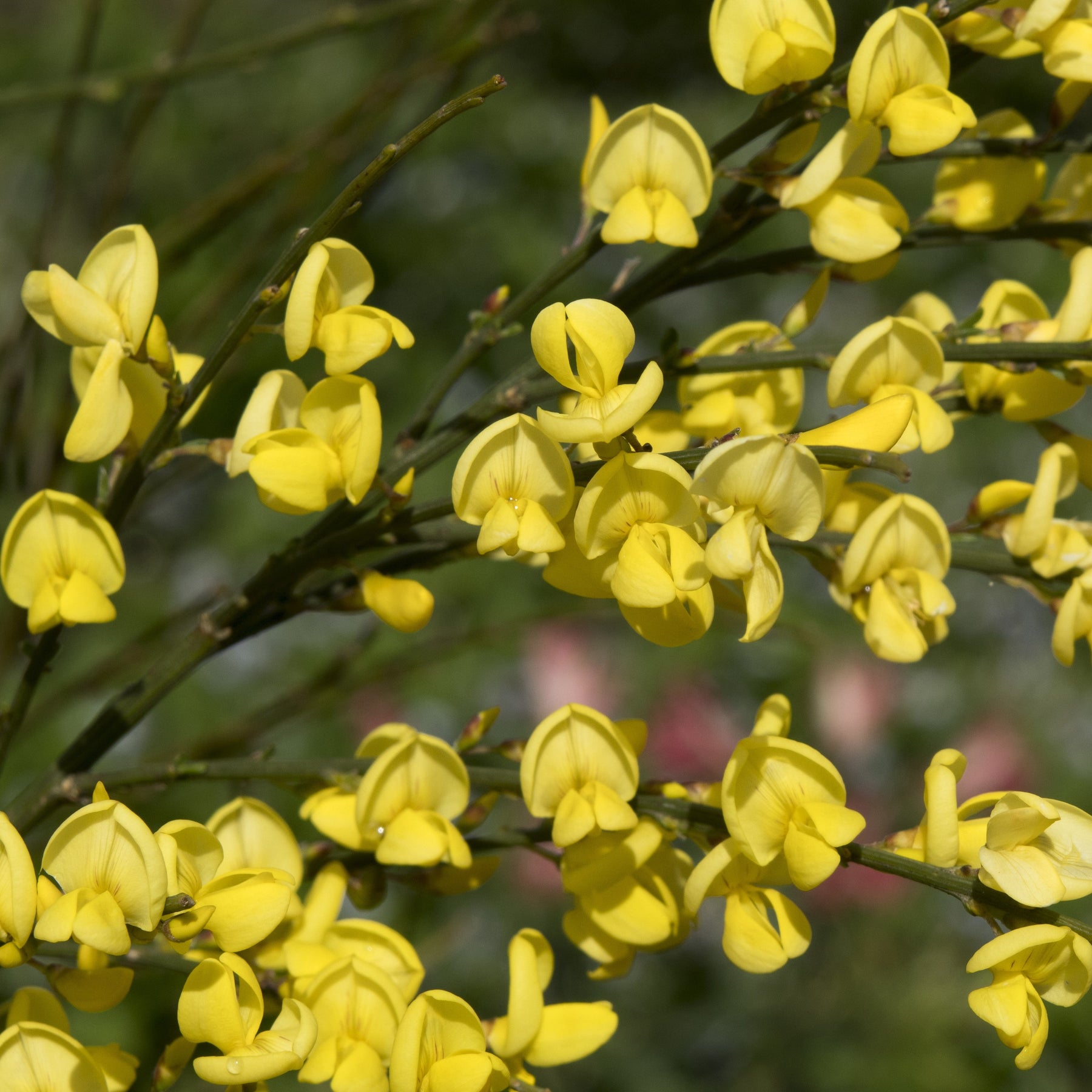 Brem 'Allgold' - Willemse