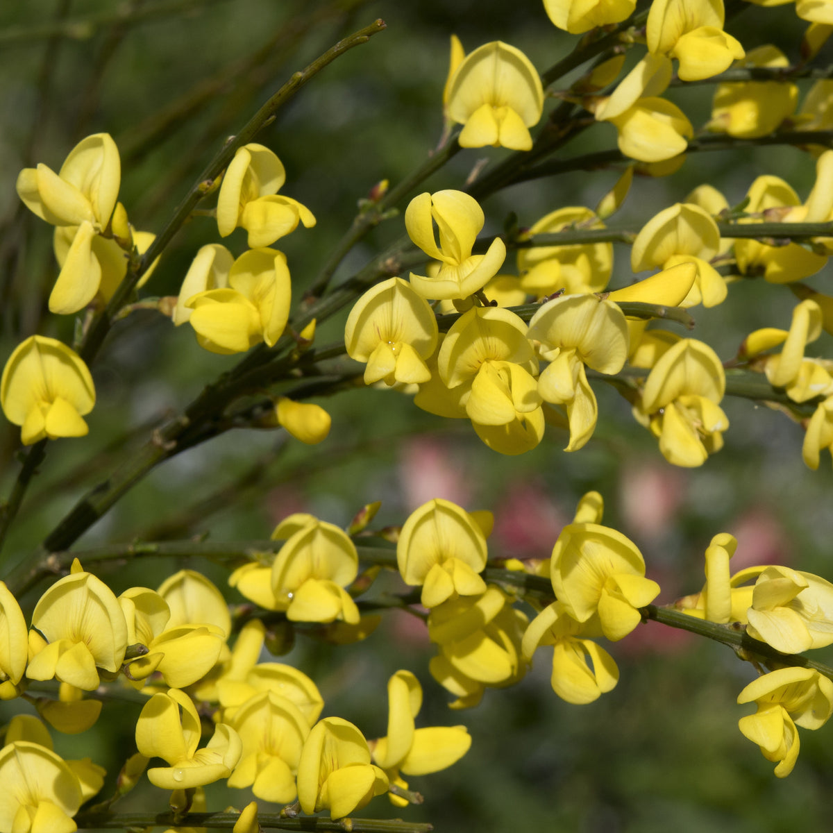 Witte, rode en gele bremhaag (x3) - Cytisus praecox allgold, albus, boskoop ruby - Willemse