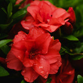Azalea japonica red - Japanse azalea - rood - Azalea's