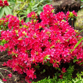 Japanse azalea - rood - Willemse