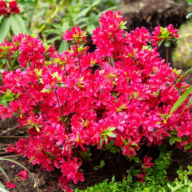 Japanse azalea - rood - Willemse