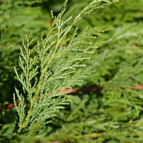 Haagheesters - Leylandii conifeer - Cupressus leylandii