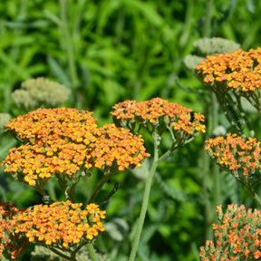 Duizendblad 'Terracotta' - Achillea hybride terracotta - Heesters en vaste planten
