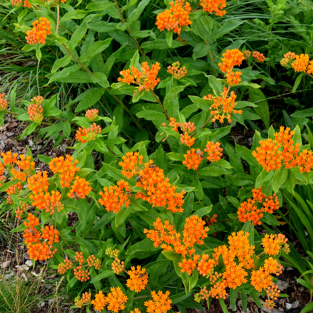 Zijdeplant - Asclepia tuberosa - Willemse