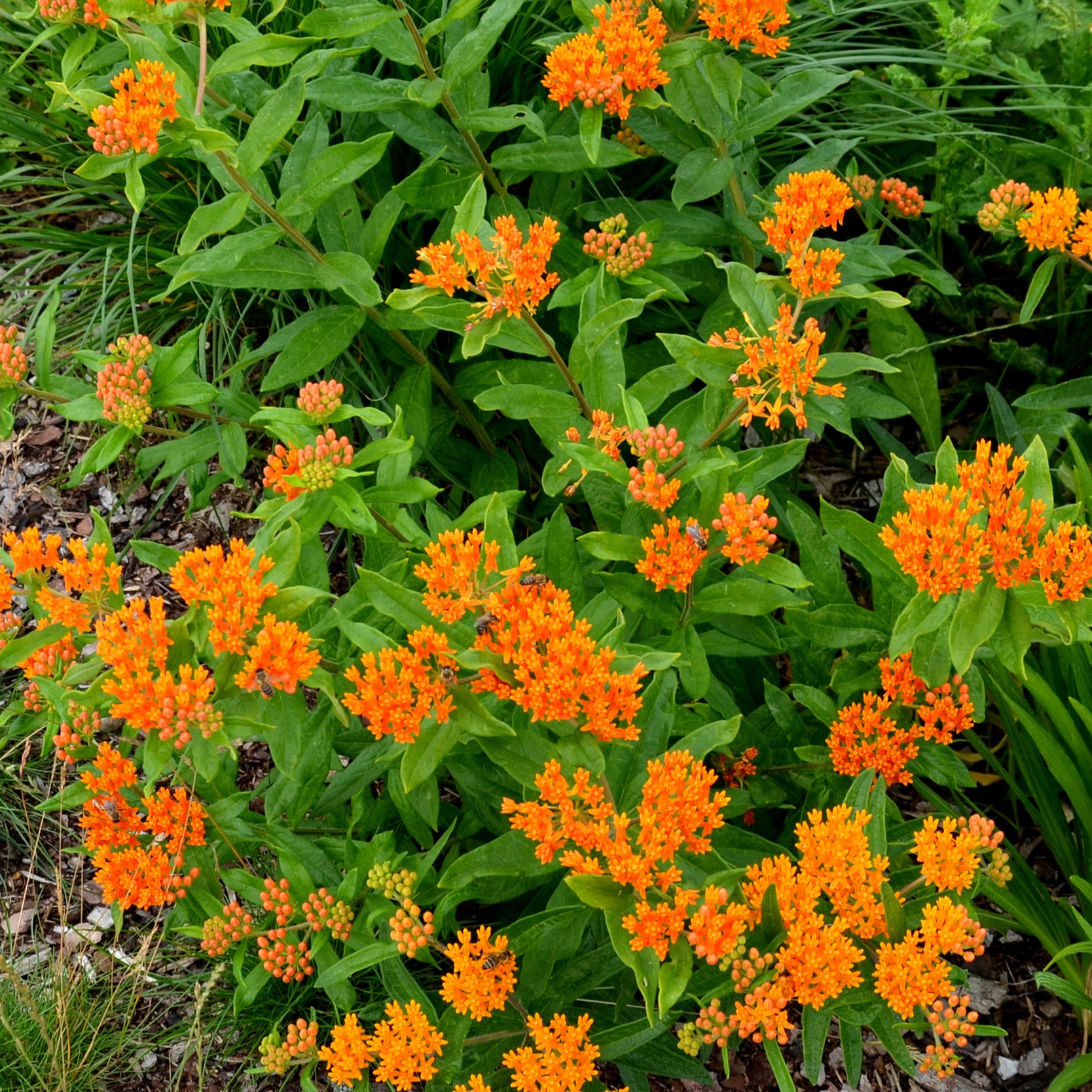 Zijdeplant - Asclepia tuberosa - Willemse