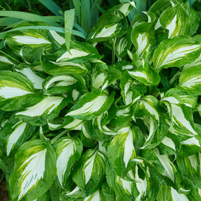 Hartlelie Mediovariegata - Hosta undulata mediovariegata - Willemse